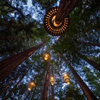 Redwoods 紅木森林